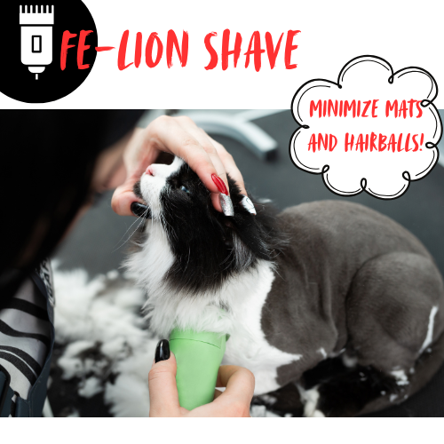 Fe-Lion Shave